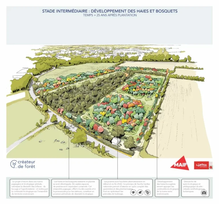 L'îlot de biodiversité en 2051
